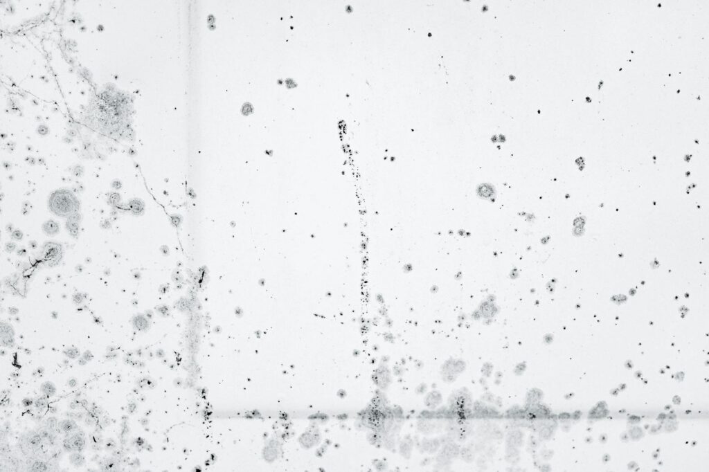 자취방 곰팡이 원인별 제거법 — 7대 발생 부위 근본 차단